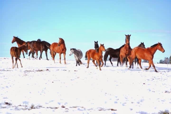 Pony Hof Apartment Heiligenschwendi Bagian luar foto
